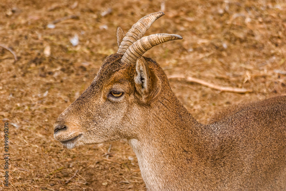 Portrait of a goat. Its distribution is wide and is found almost all over the world, mainly in mountainous areas.
