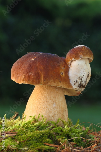 Boletus edulis edible mushroom in the forest