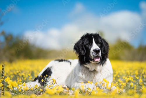 landseer dog pure breed playing fun lovely puppy