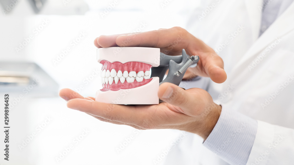Hands of dentist holding plastic jaw model Hands of dentist holding plastic jaw model