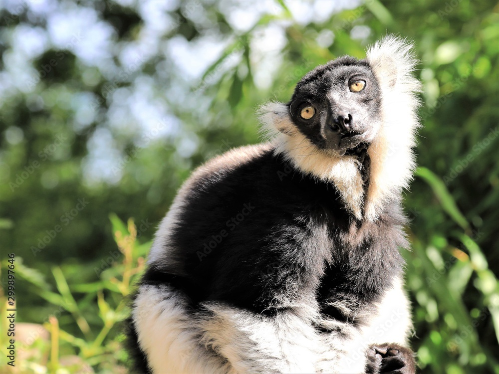 Fototapeta premium Lemur catta, Lemur, Katta