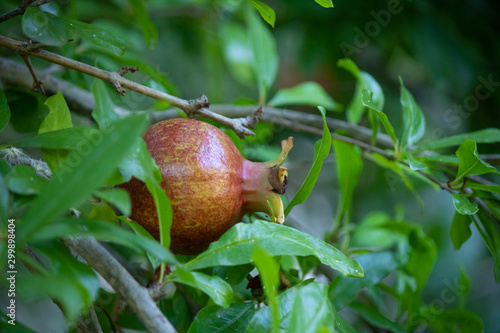 Close up of a single pomegranate on pomegranate tree.