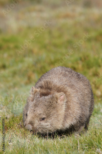 Common wombat (Vombatus ursinus) in the wild at Cradle Mountain