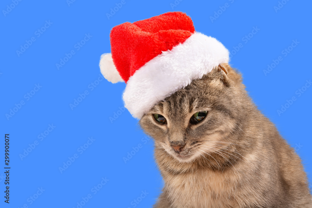 Cat in a hat of Santa Claus, close-up. New Year and Christmas cat on a blue background, for postcards, banner. Front view, place for text, Copy space. Cat in a hat of Santa Claus, close-up. New Year and Christmas cat on a blue background, for postcards, banner. Front view, place for text, Copy space.