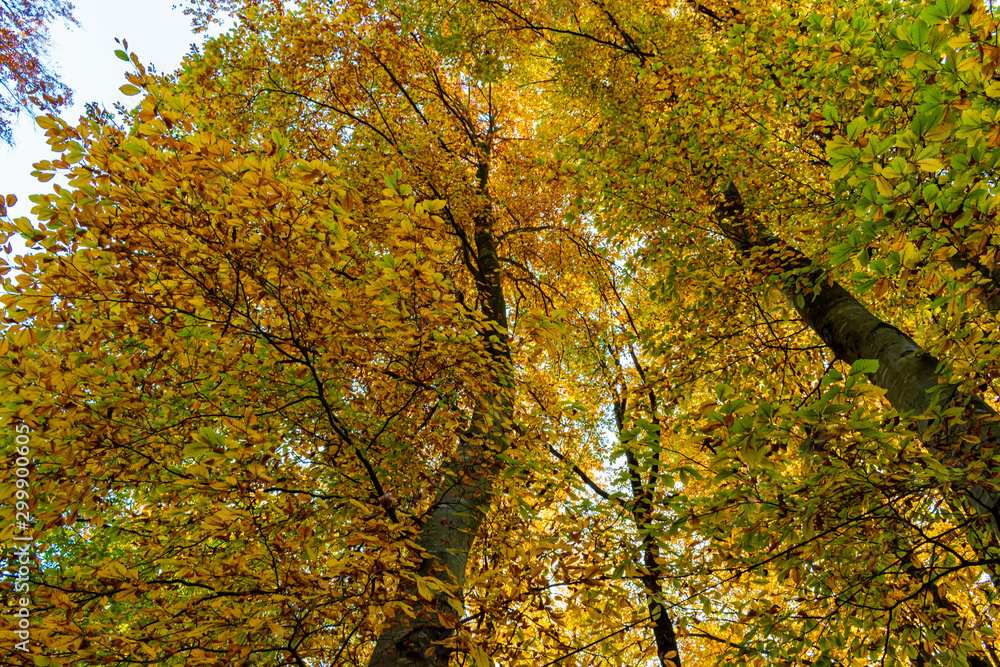 tree laid from bottom to top with yellow and green leaves tree laid from bottom to top with yellow and green leaves