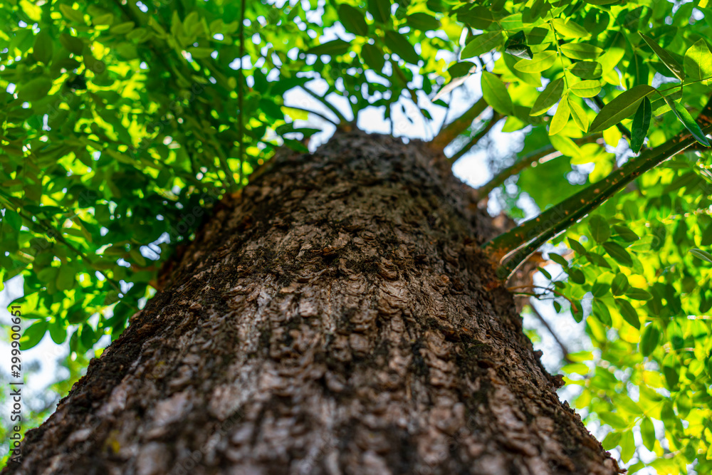 Fototapeta premium tree laid from bottom to top with yellow and green leaves