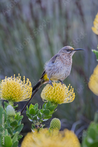 Beautiful Little Bird and Flowers photo