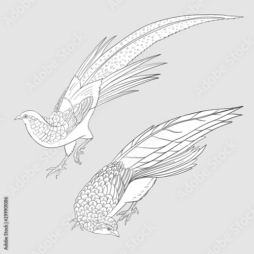 Pheasant, bird. Set of elements for design. Outline hand drawing vector illustration.
