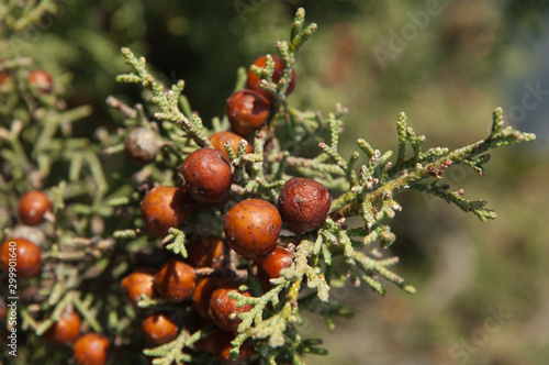 Cones and leaves of Phoenicean juniper (Juniperus phoenicea). Natural Park of the Mountains and Canyons of Guara. Huesca. Aragon. Spain. photo