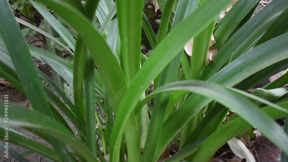 Green leaf extreme close up in slow motion stock footage Green leaf extreme close up in slow motion stock footage