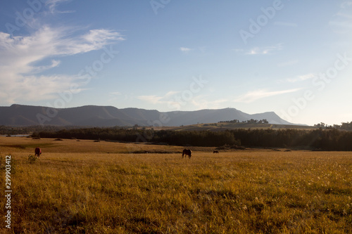 landscape with wheat field and blue sky