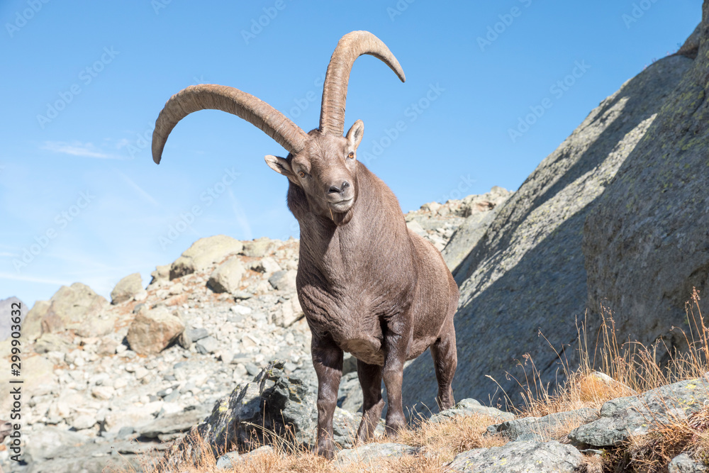 Alpine ibex on rocks, Stelvio National Park, Lombardy, Italy Alpine ibex on rocks, Stelvio National Park, Lombardy, Italy
