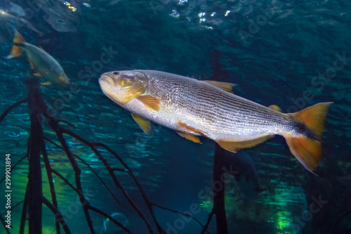 An African tigerfish (Hydrocynus vittatus) in the water. photo