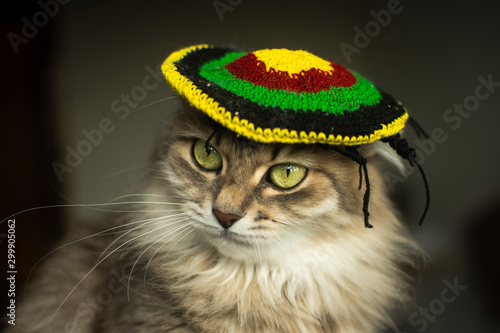 Fotografia cat in a rasta hat