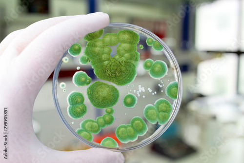 Researcher holding Petri dish with colonies of Penicillium fungi. Penicillium is a mold fungus that causes food spoilage, used in cheese production and produces antibiotic penicillin photo