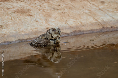 Scops owl or indian scops owl or Otus bakkamoena drinking water and quenching thirst with reflection in water in waterhole during evening safari at ranthambore national park, rajasthan, india