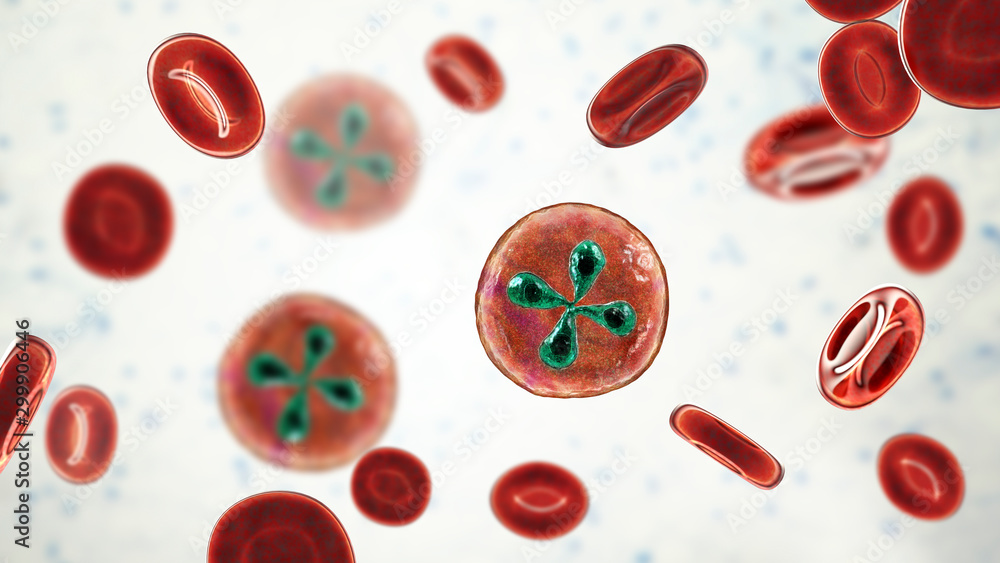 babesia-parasites-inside-red-blood-cell-the-causative