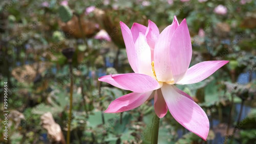 The wind blows in beautiful pink lotus flowers. nature concept. The wind blows in beautiful pink lotus flowers. nature concept.
