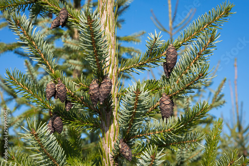 Hanging decorative  brown cones of Picea omorika or Serbian spruce photo