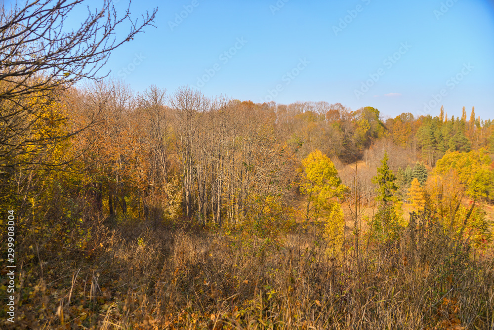 Fototapeta premium autumn landscape with trees and blue sky
