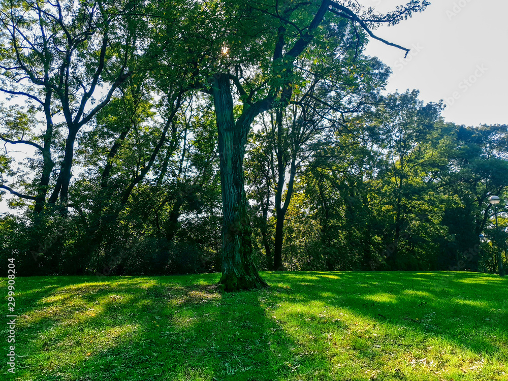 Fototapeta premium landscape with trees in the park