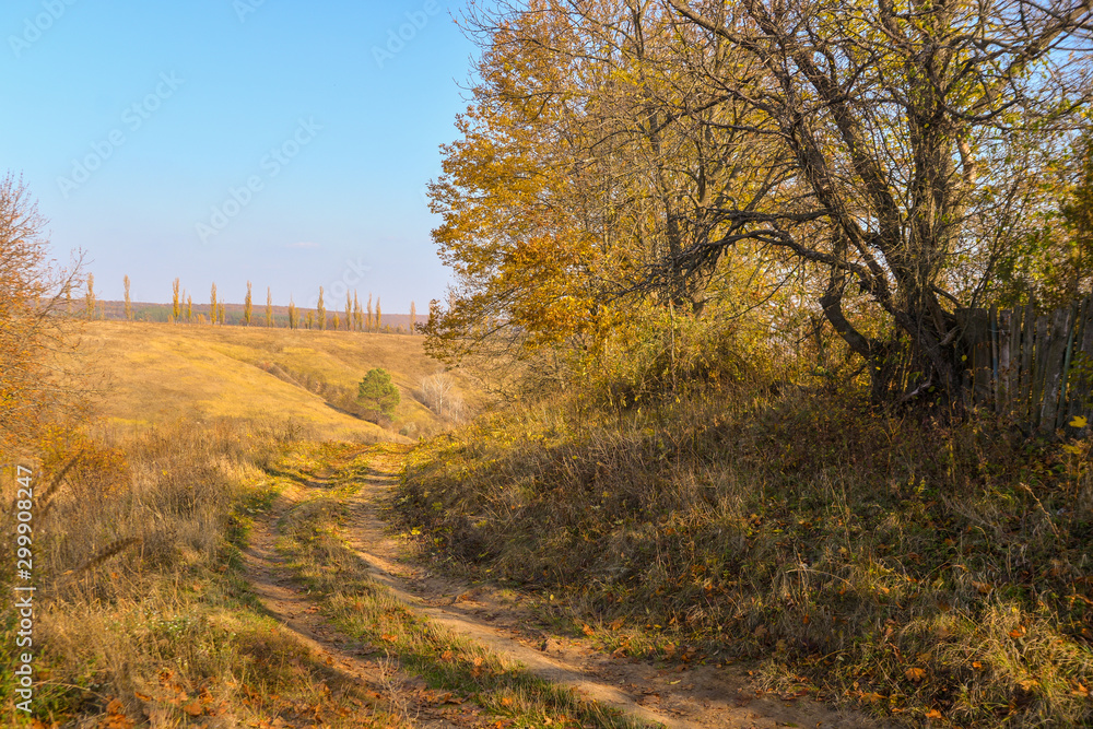 Fototapeta premium autumn in the park
