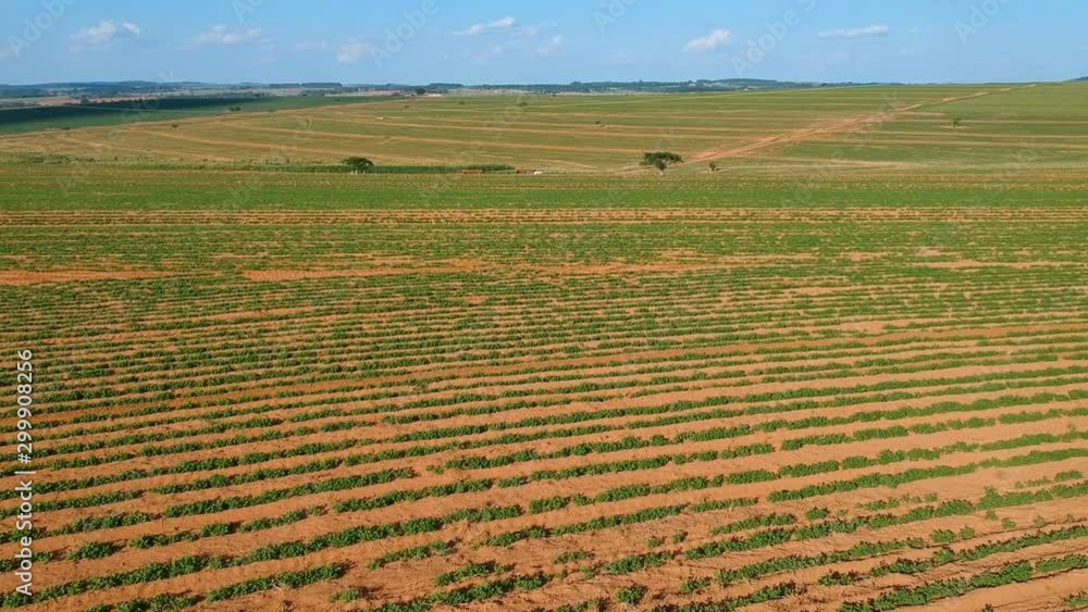 Aerial view of little peanut plant in field in Brazil Aerial view of little peanut plant in field in Brazil