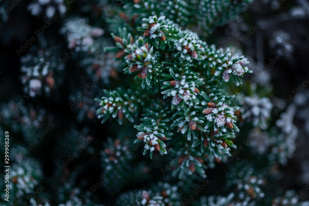 green young spruce branches covered with hoarfrost on blurred background, close view 