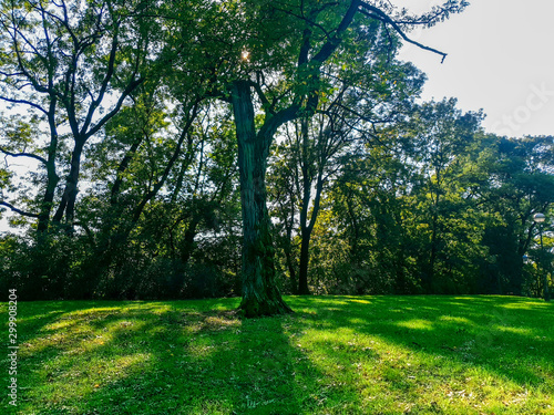 Fototapeta Naklejka Na Ścianę i Meble -  landscape with trees in the park