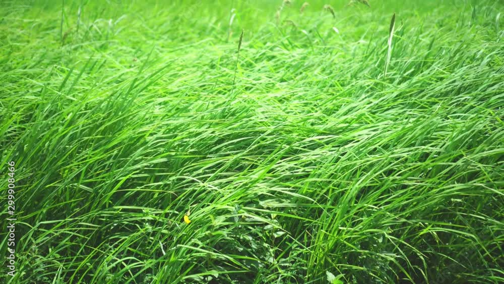4K video view of rice field with wind flow and sun light nature view background. 4K video view of rice field with wind flow and sun light nature view background.