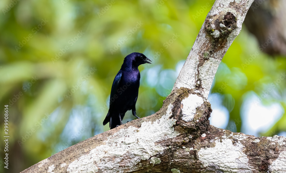 Shiny Cowbird on a tree trunk against green defocused background, Pantanal Wetlands, Mato Grosso, Brazil Shiny Cowbird on a tree trunk against green defocused background, Pantanal Wetlands, Mato Grosso, Brazil