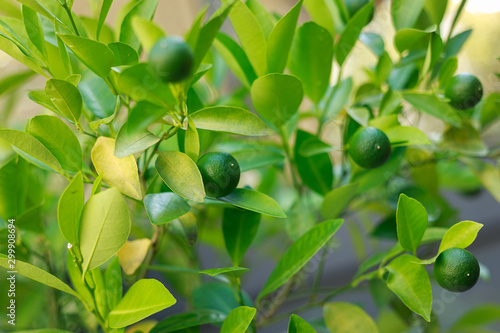 Limes grow on Citrus Lime Tree