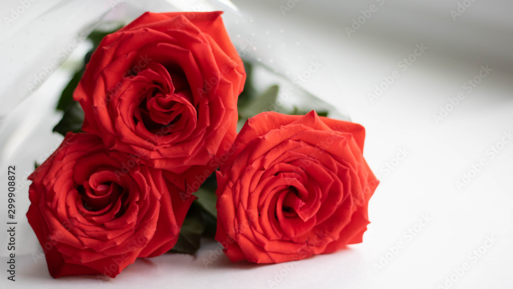 Closeup of Beautiful Red rose infront and blurred two roses in the background. Closeup of Beautiful Red rose infront and blurred two roses in the background.