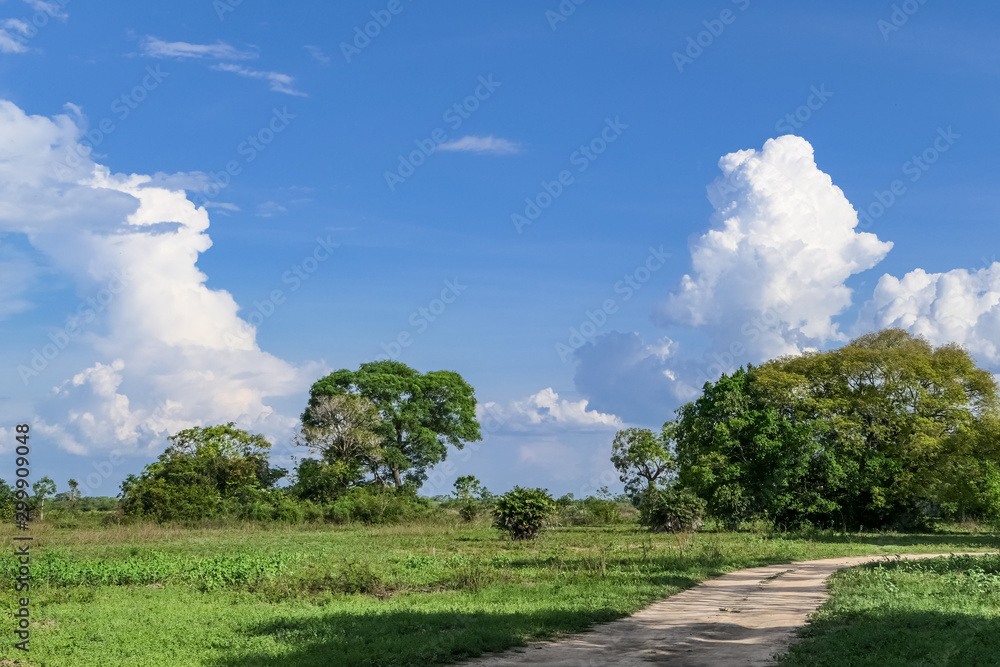 Typical Pantanal landscape with green meadows, trees blue sky and white clouds, Pantanal Wetlands, Mato Grosso, Brazil