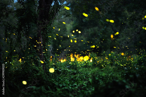 firefly in forrest photo
