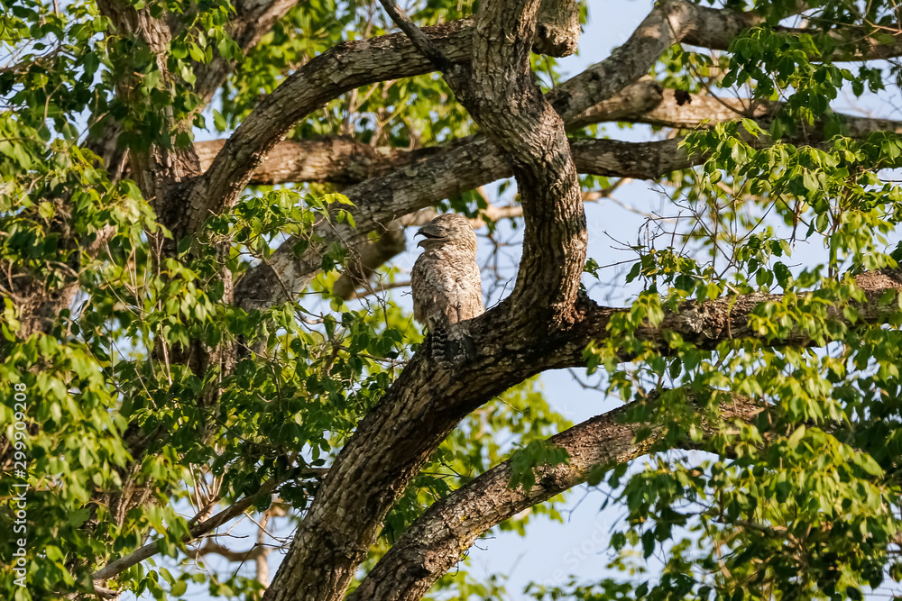 Great Potoo with perfect camouflage in a tree, Pantanal Wetlands, Mato Grosso, Brazil Great Potoo with perfect camouflage in a tree, Pantanal Wetlands, Mato Grosso, Brazil
