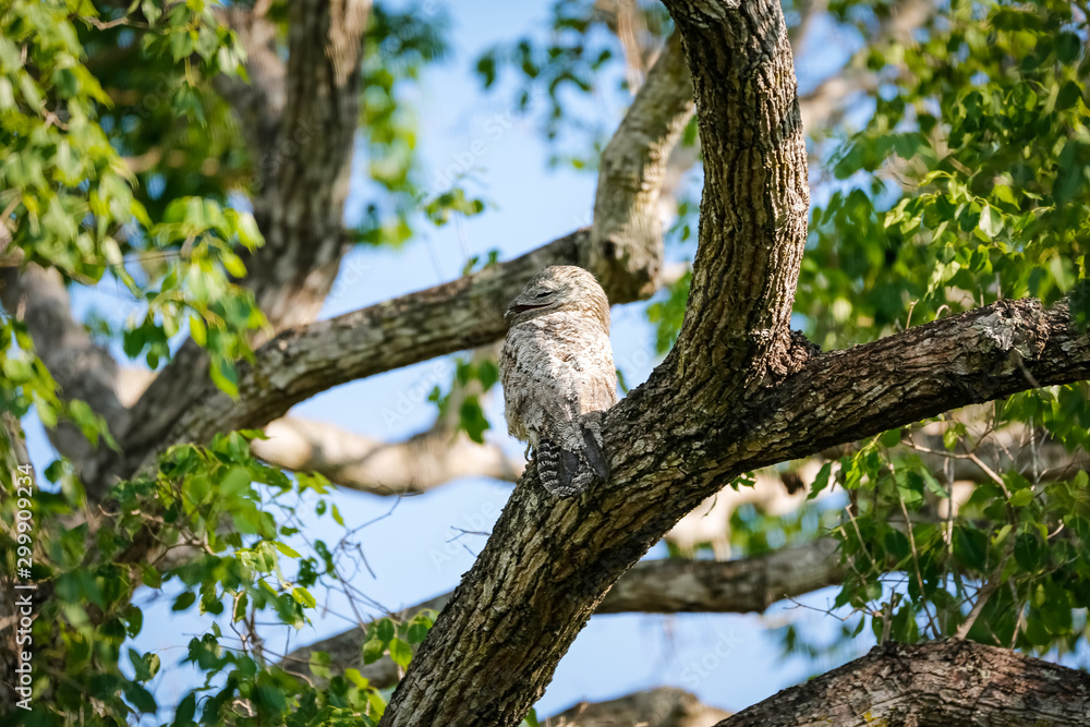 Great Potoo with perfect camouflage in a tree, Pantanal Wetlands, Mato Grosso, Brazil Great Potoo with perfect camouflage in a tree, Pantanal Wetlands, Mato Grosso, Brazil