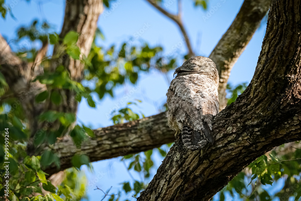 Close up of a Great Potoo with perfect camouflage in a tree, Pantanal Wetlands, Mato Grosso, Brazil