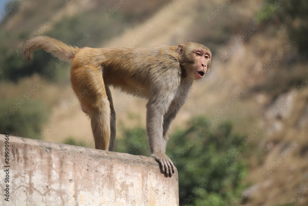 Monkey at Galta, Jaipur