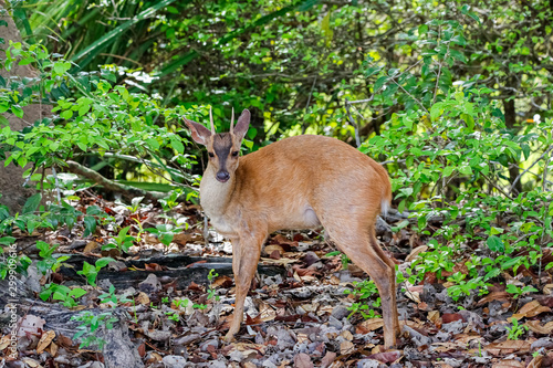Red brocket in the forest, facing camera, Pantanal Wetlands, Mato Grosso, Brazil