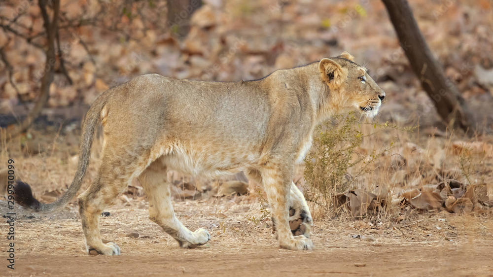 Asiatic lion is a Panthera leo leo population in India. Its range is restricted to the Gir National Park and environs in the Indian state of Gujarat. Asiatic lion is a Panthera leo leo population in India. Its range is restricted to the Gir National Park and environs in the Indian state of Gujarat.
