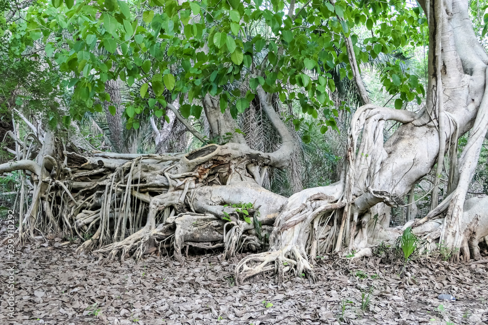 Impressive roots of rainforest trees and green leaves, Pantanal Wetlands, Mato Grosso, Brazil Impressive roots of rainforest trees and green leaves, Pantanal Wetlands, Mato Grosso, Brazil