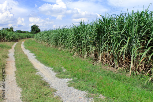 Walkway in sugarcane field on sunny day, Agriculture in tropical region of Asia.