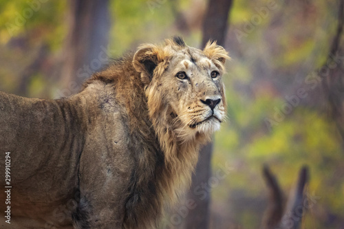 Fototapeta Naklejka Na Ścianę i Meble -  Asiatic lion is a Panthera leo leo population in India. Its range is restricted to the Gir National Park and environs in the Indian state of Gujarat.