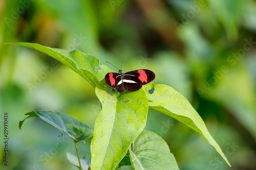 Small black, white, red colored Butterfly on a green leaf. Pantanal Wetlands, Mato Grosso, Brazil © Uwe Bergwitz