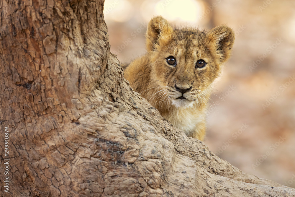 Asiatic lion is a Panthera leo leo population in India. Its range is restricted to the Gir National Park and environs in the Indian state of Gujarat.