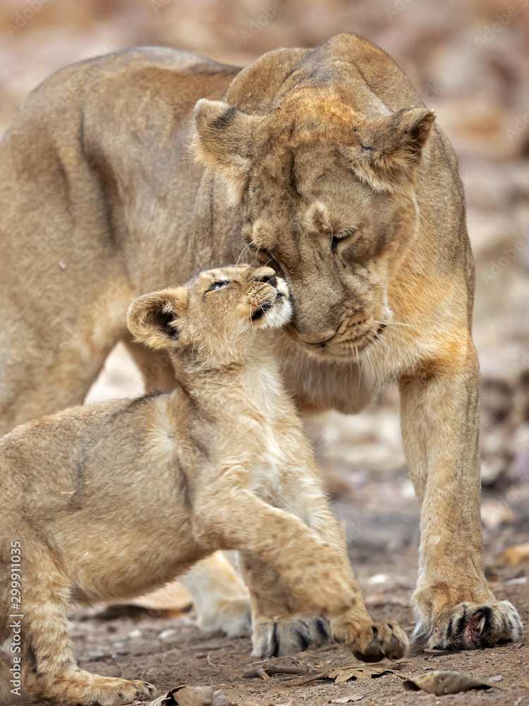 Obraz premium Asiatic lion is a Panthera leo leo population in India. Its range is restricted to the Gir National Park and environs in the Indian state of Gujarat.