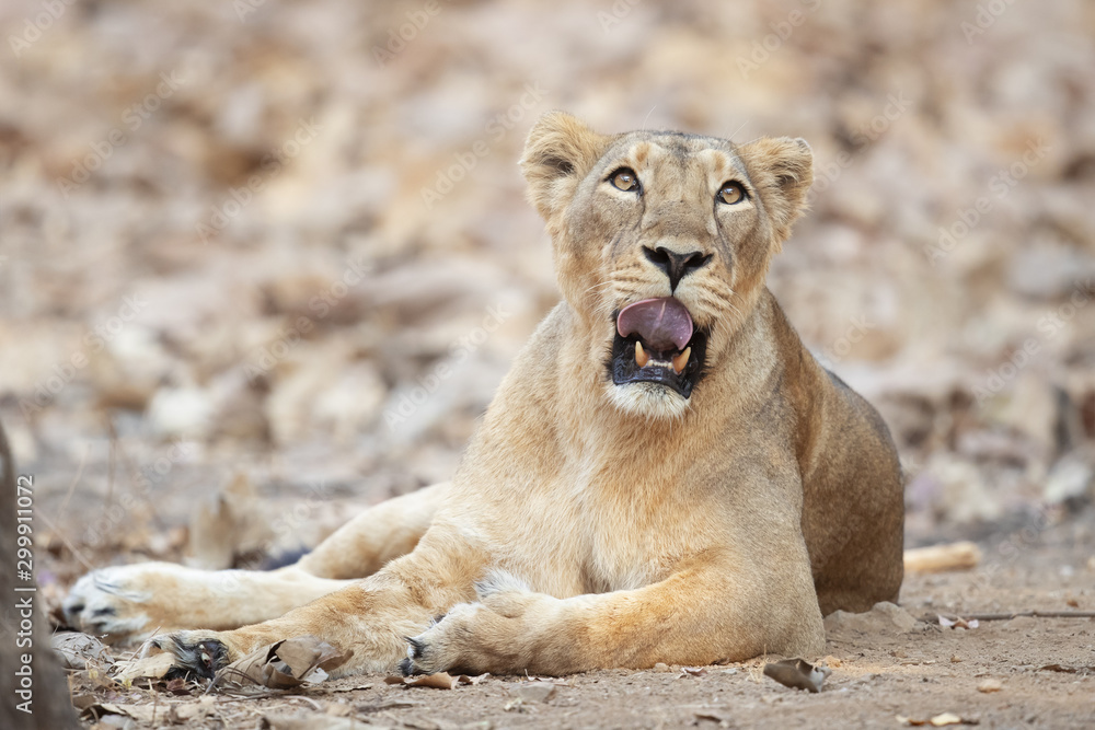 Asiatic lion is a Panthera leo leo population in India. Its range is restricted to the Gir National Park and environs in the Indian state of Gujarat. Asiatic lion is a Panthera leo leo population in India. Its range is restricted to the Gir National Park and environs in the Indian state of Gujarat.