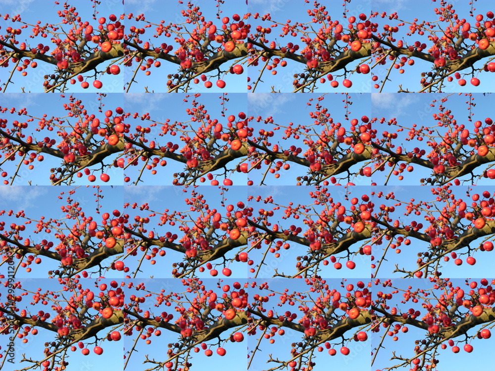 Fototapeta premium Background texture image (matrix analog) of several pictures of a branch of autumn wild apples on a blue sky background. Preform for decorative framing.