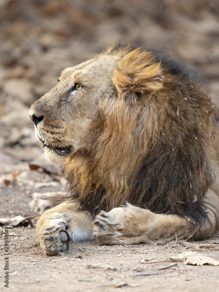 Asiatic lion is a Panthera leo leo population in India. Its range is  restricted to the Gir National Park and environs in the Indian state of  Gujarat. Stock Photo | Adobe Stock